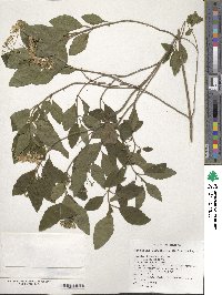 Ageratina ligustrina image