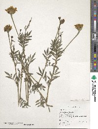 Tagetes erecta image