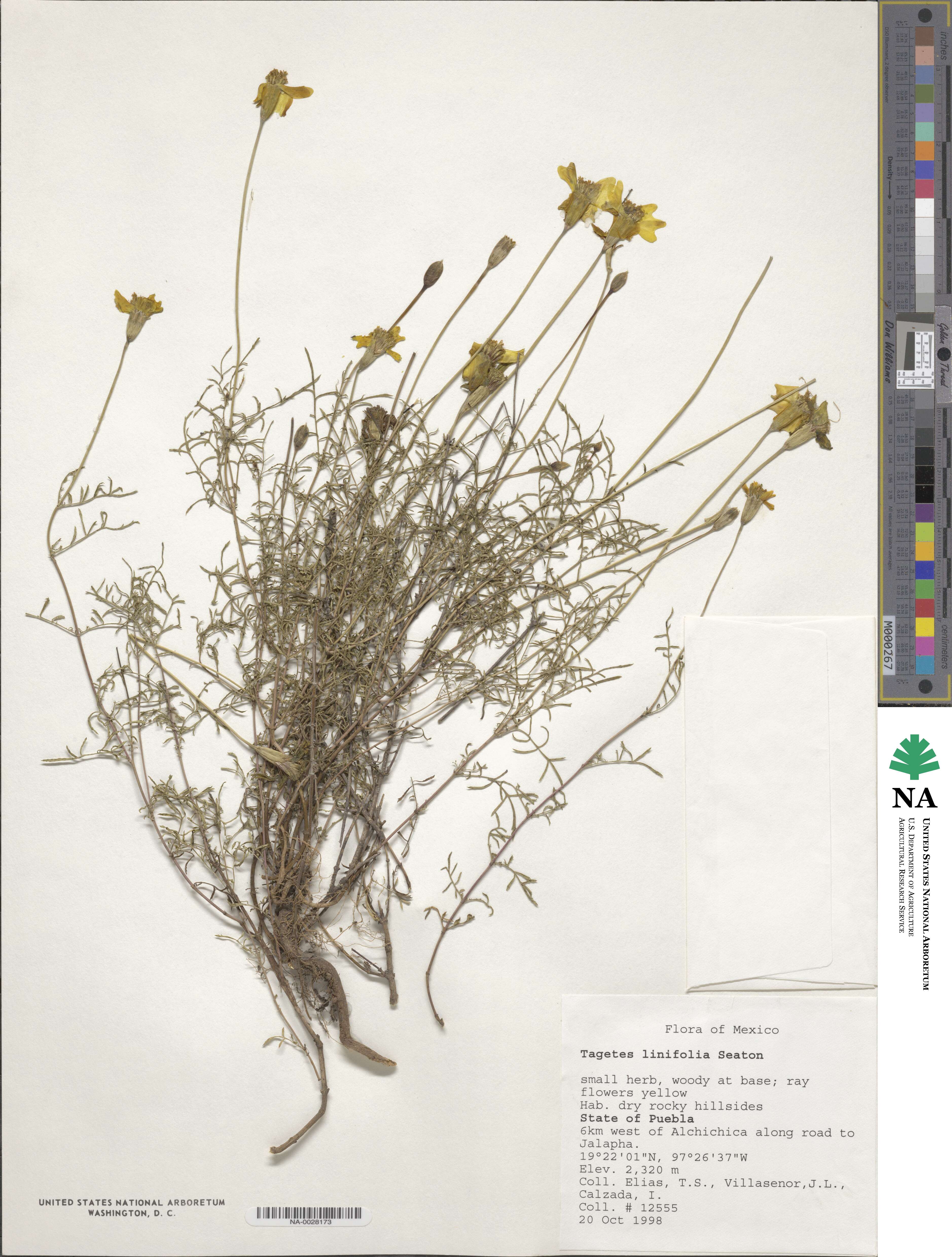Tagetes linifolia image