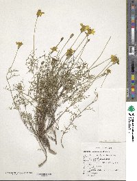 Tagetes linifolia image