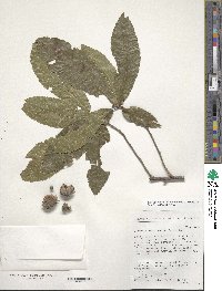 Quercus acutissima image