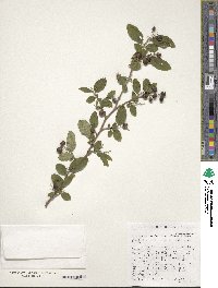 Symplocos paniculata image