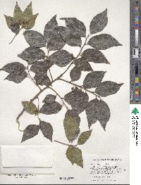 Celtis sinensis image