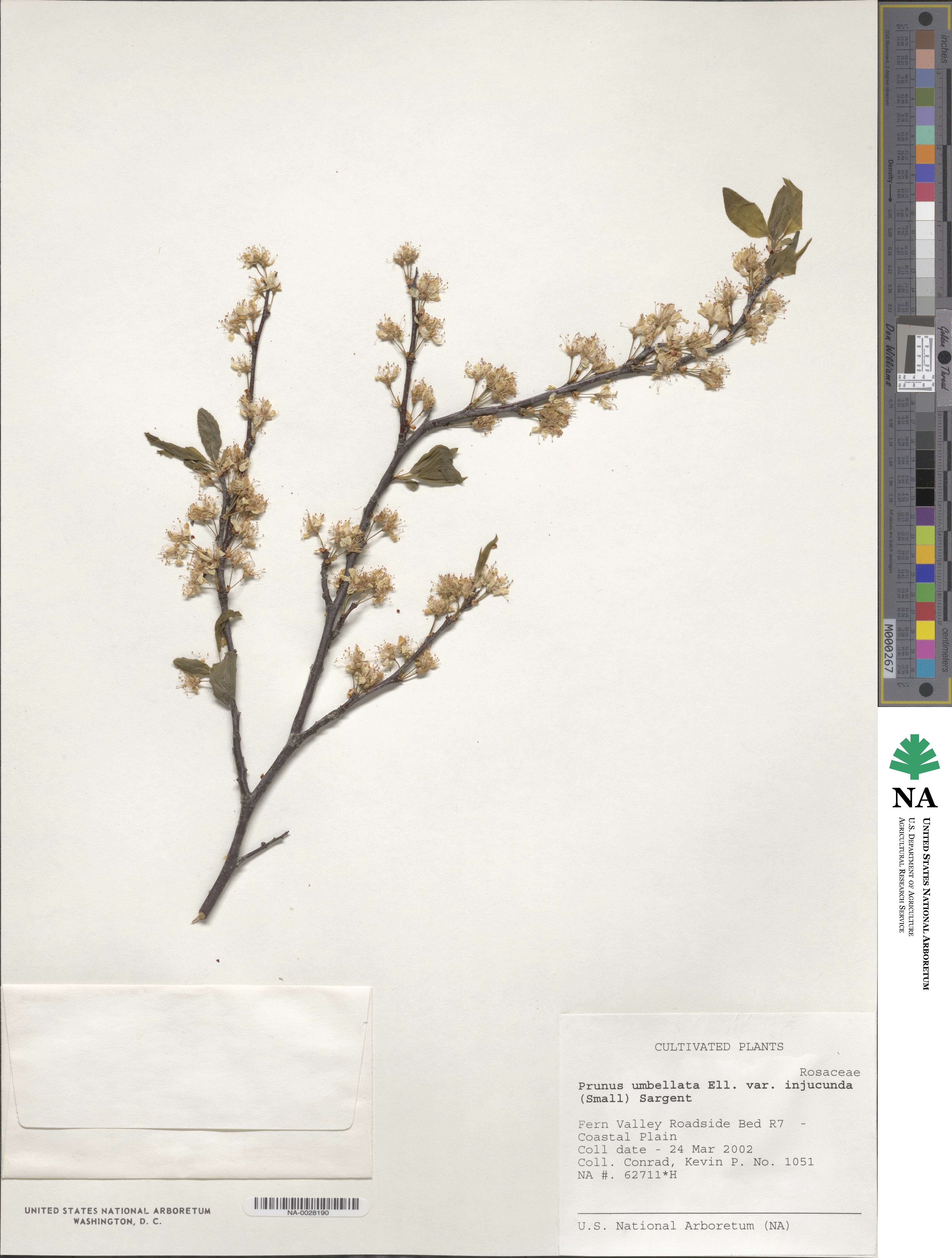 Prunus umbellata var. injucunda image