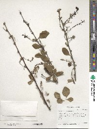 Berberis vulgaris image