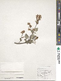 Syringa villosa image