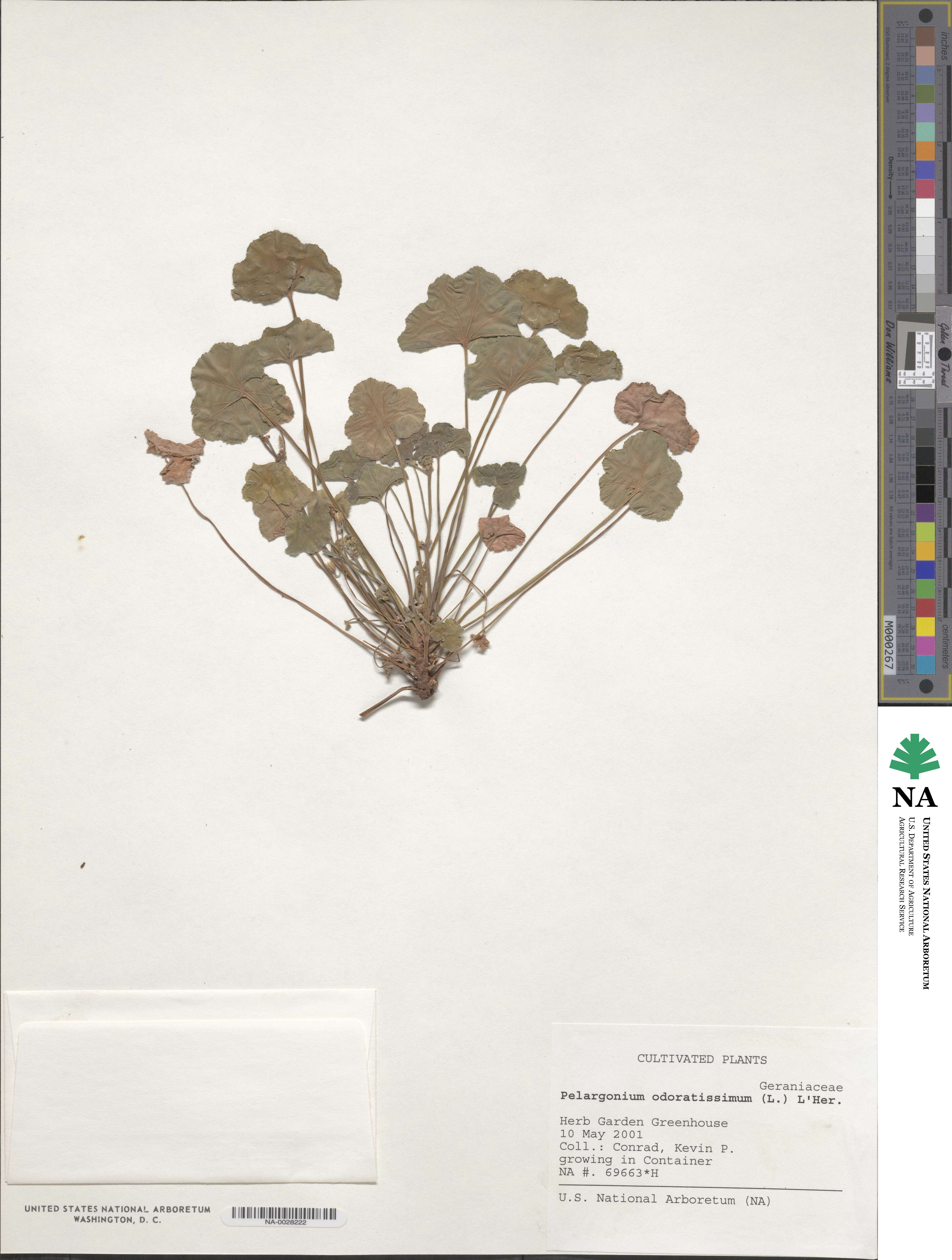 Pelargonium odoratissimum image