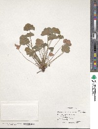 Image of Pelargonium odoratissimum