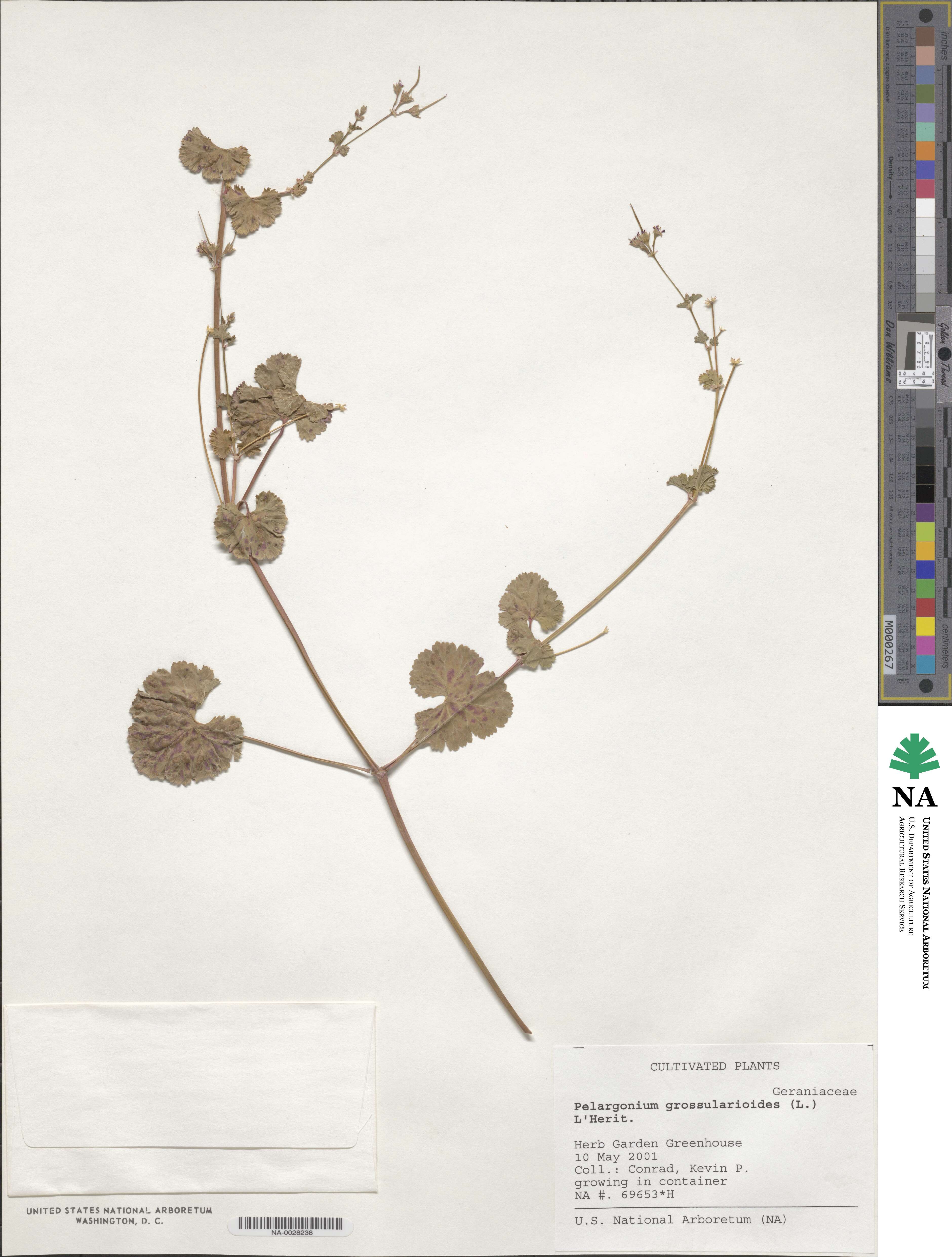 Pelargonium grossularioides image