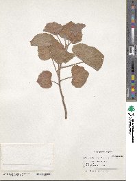 Image of Pelargonium cucullatum