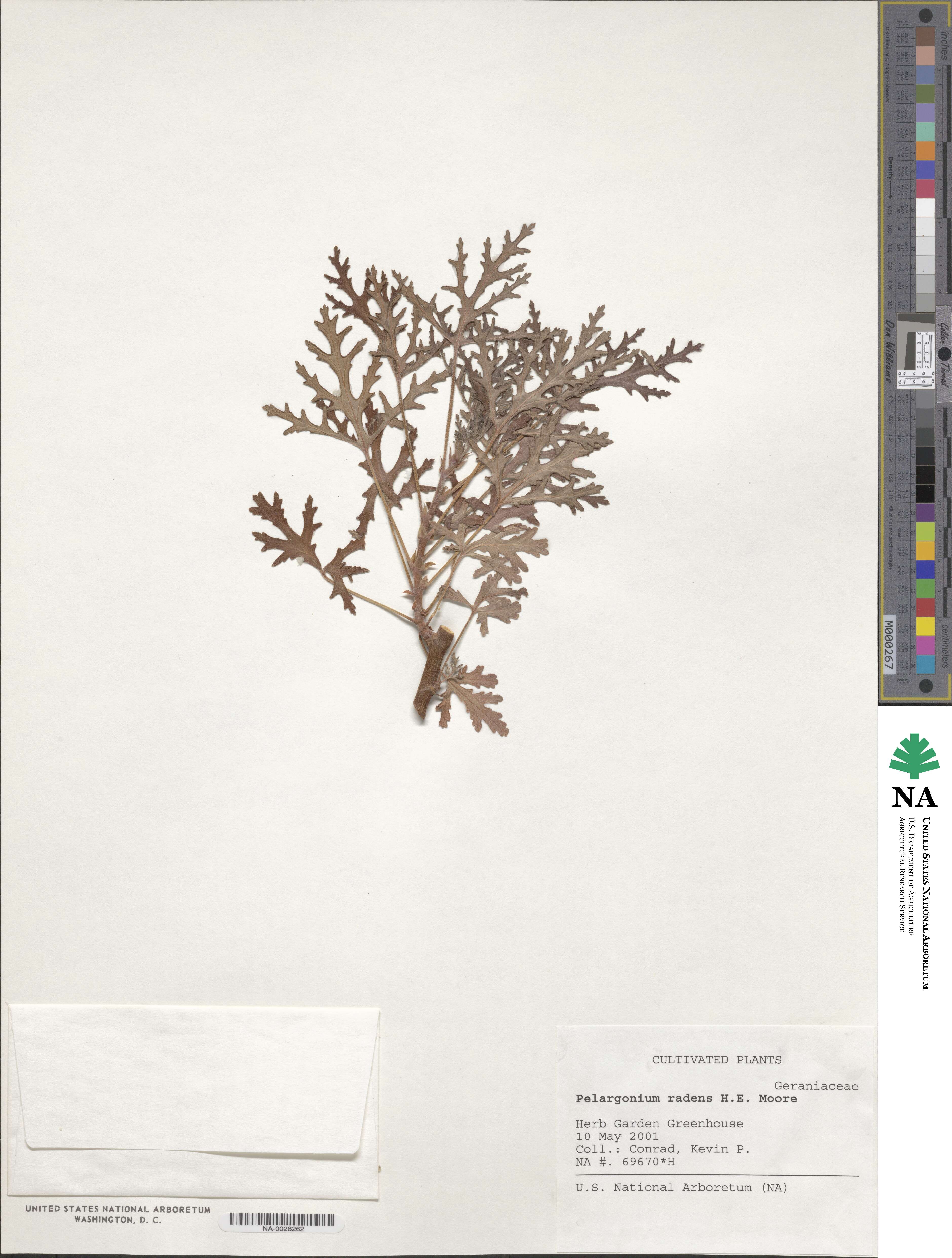Pelargonium image