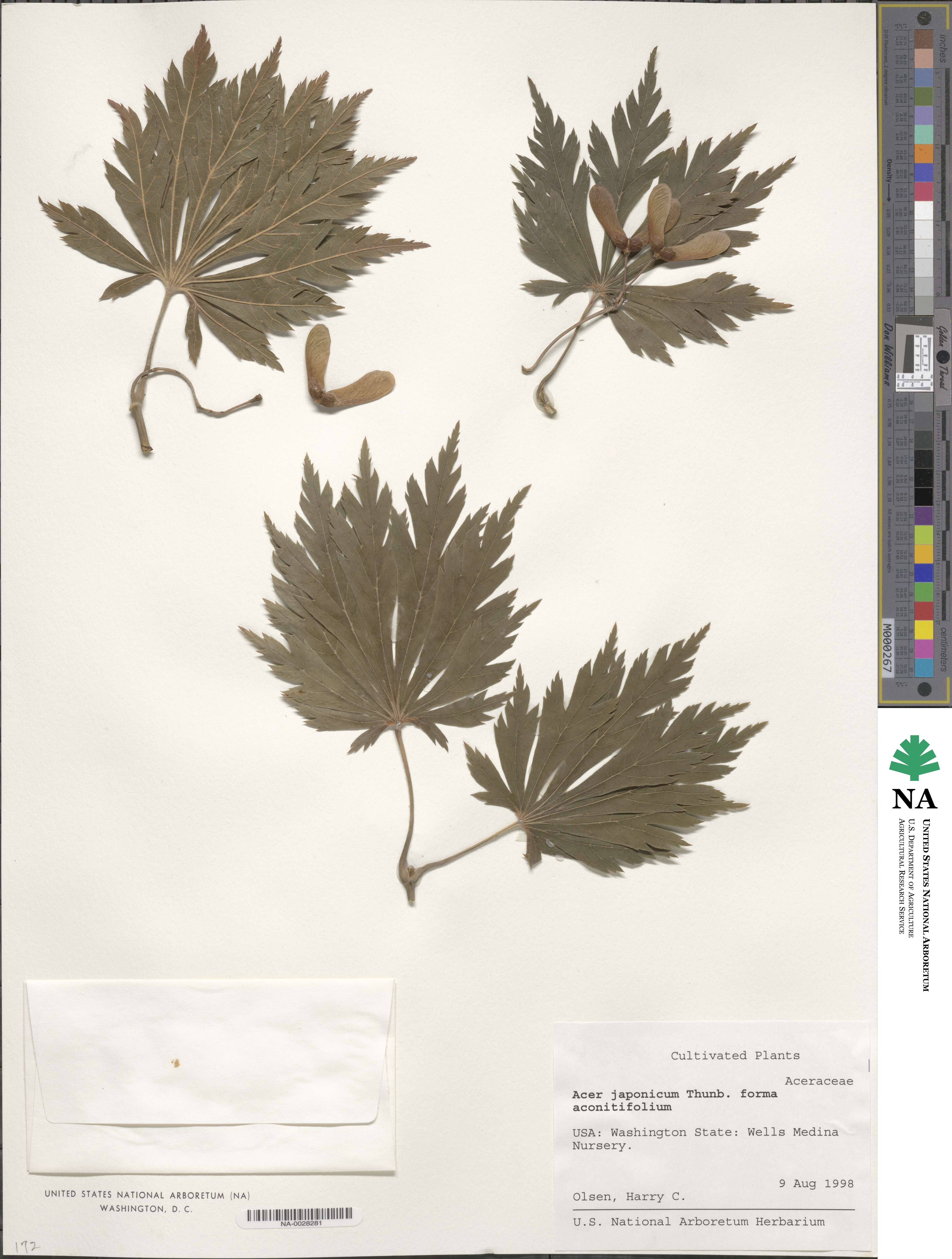 Acer japonicum image