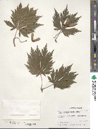 Acer japonicum image