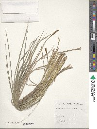 Paspalum quadrifarium image