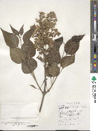 Syringa oblata image