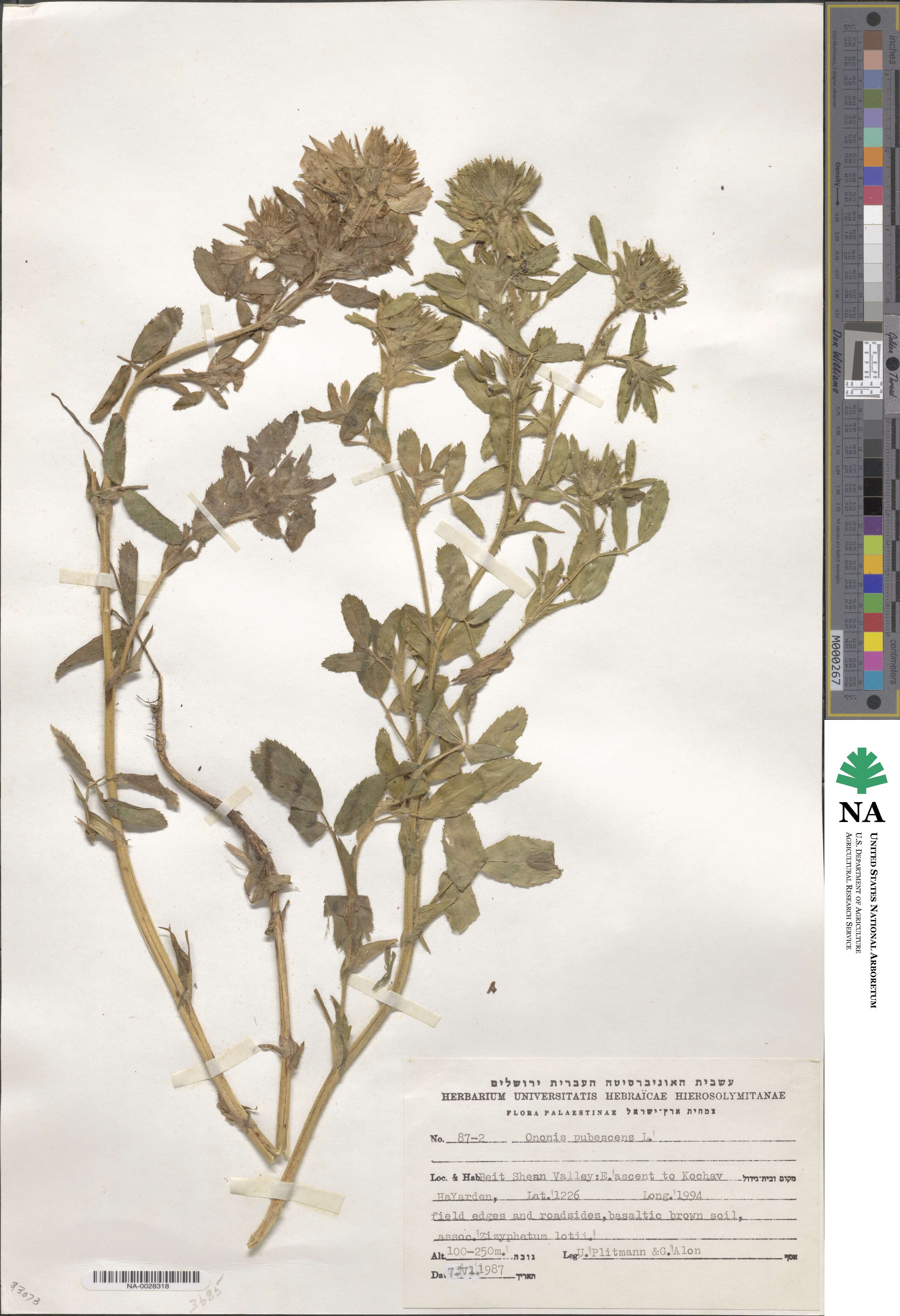 Ononis pubescens image