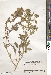 Ononis pubescens image