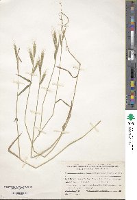 Brachypodium distachyon image