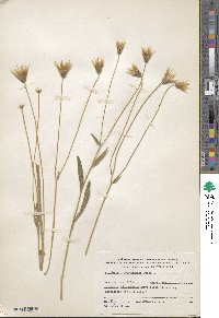 Catananche lutea image