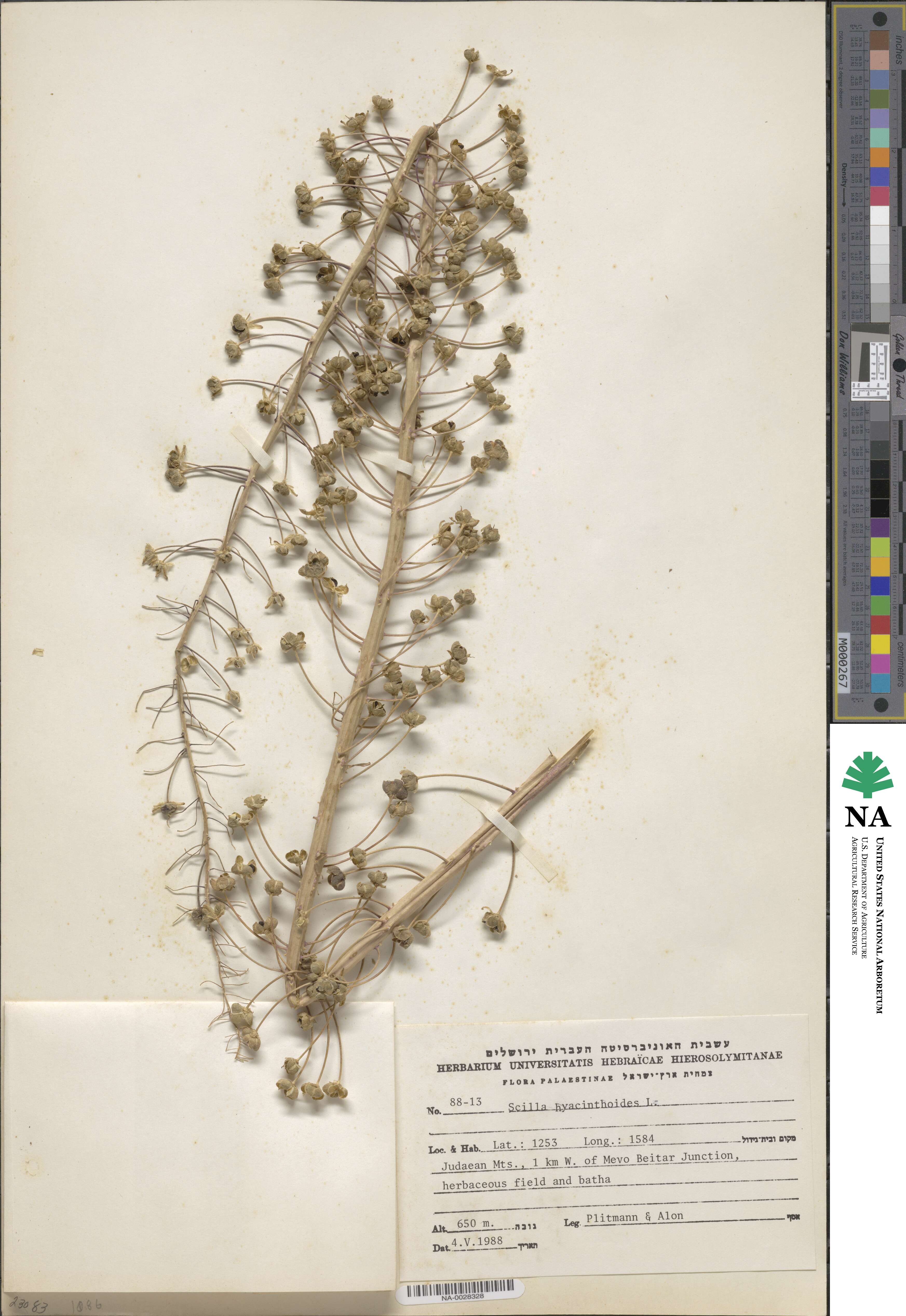 Scilla hyacinthoides image