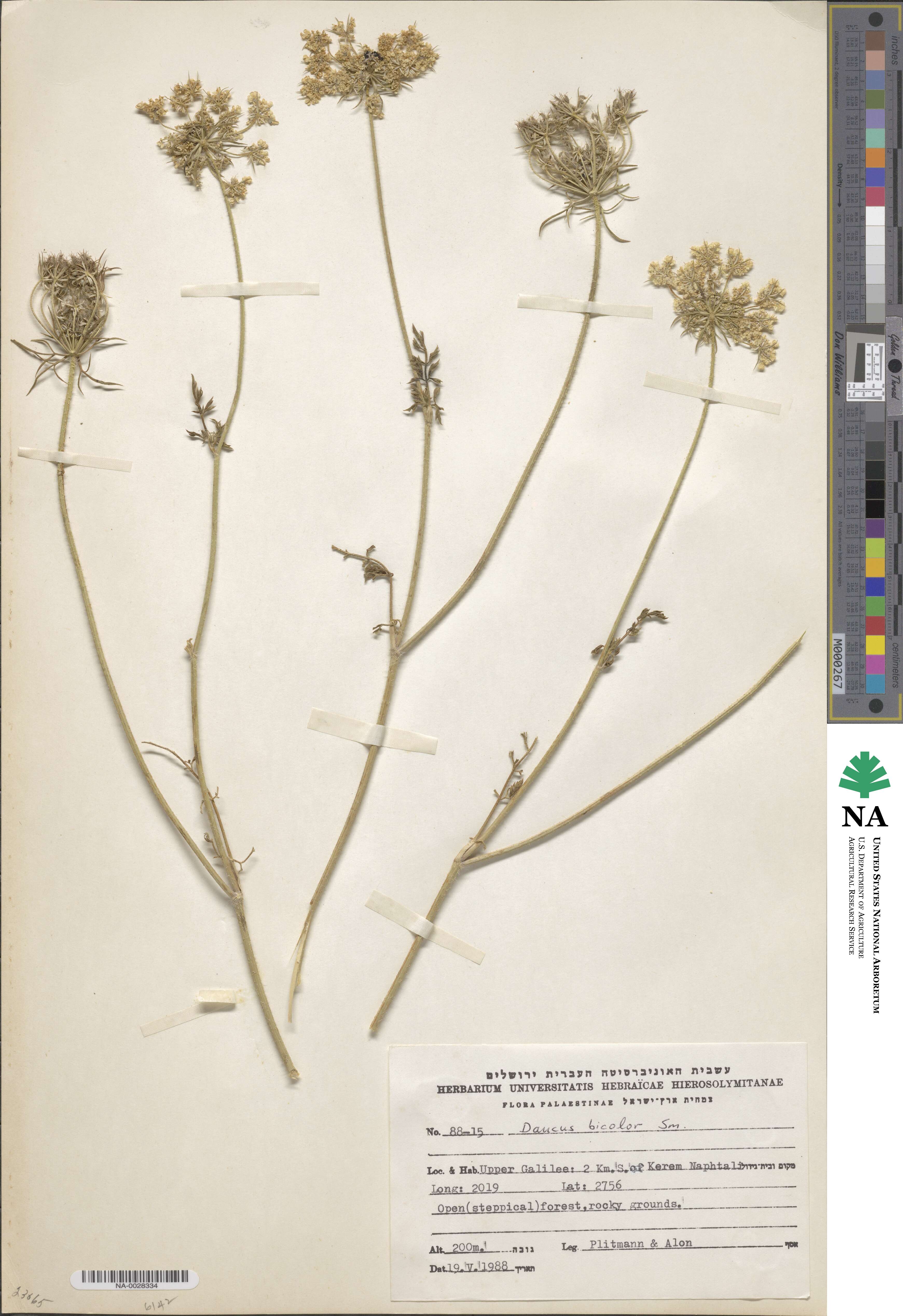 Daucus guttatus subsp. guttatus image