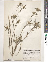 Pallenis spinosa image