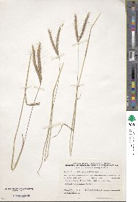 Andropogon distachyos image