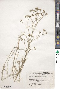 Linum corymbulosum image