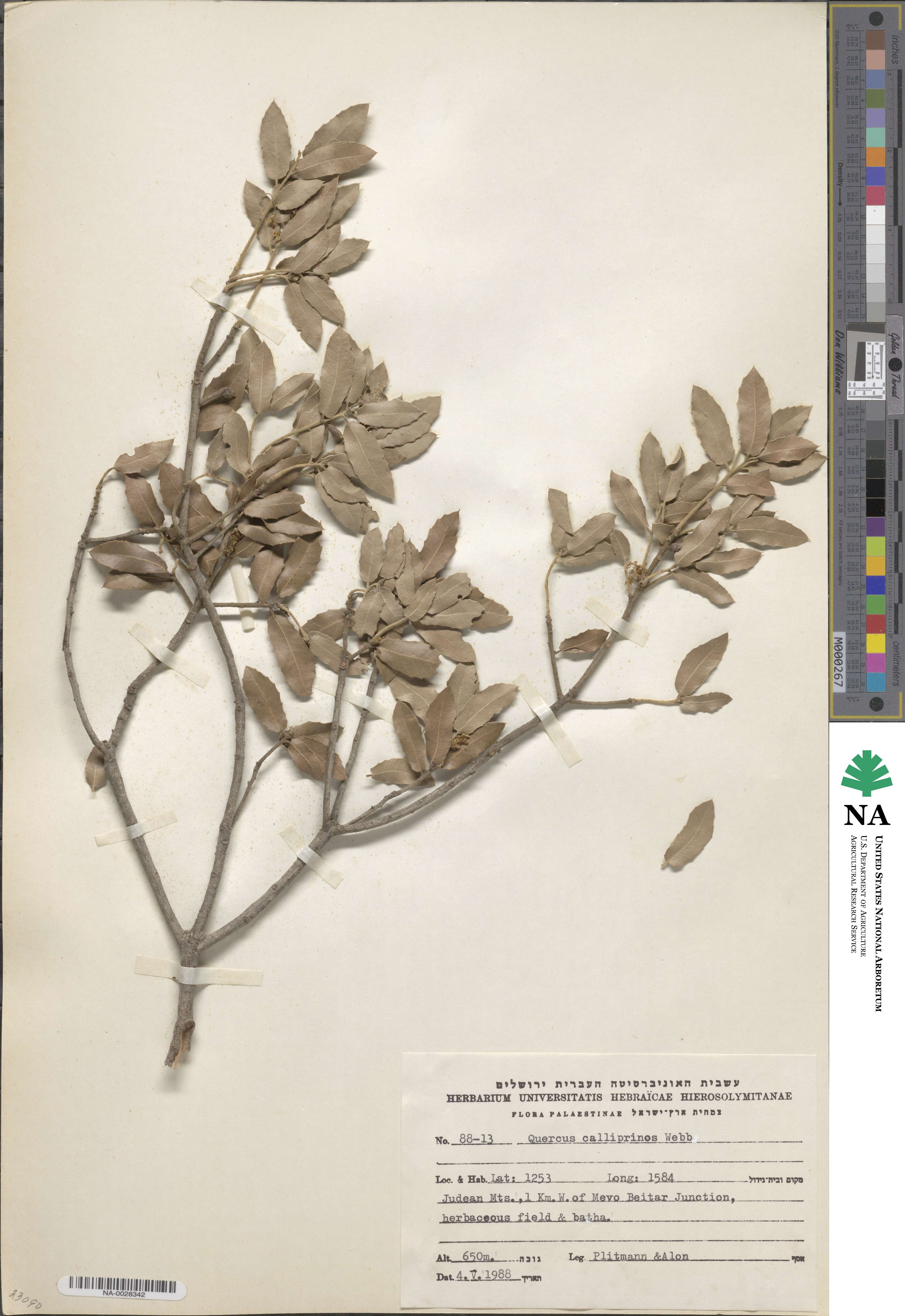 Quercus coccifera image