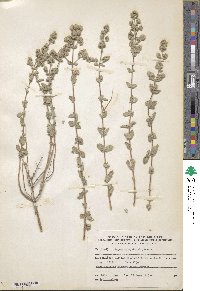 Image of Origanum syriacum