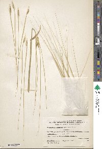 Hordeum spontaneum image