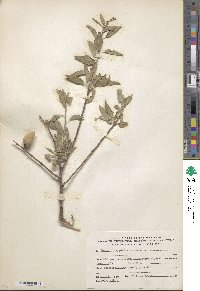 Prunus amygdalus image