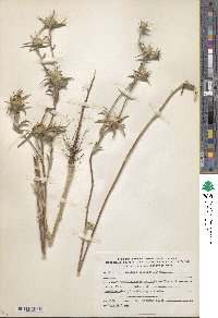 Pallenis spinosa image