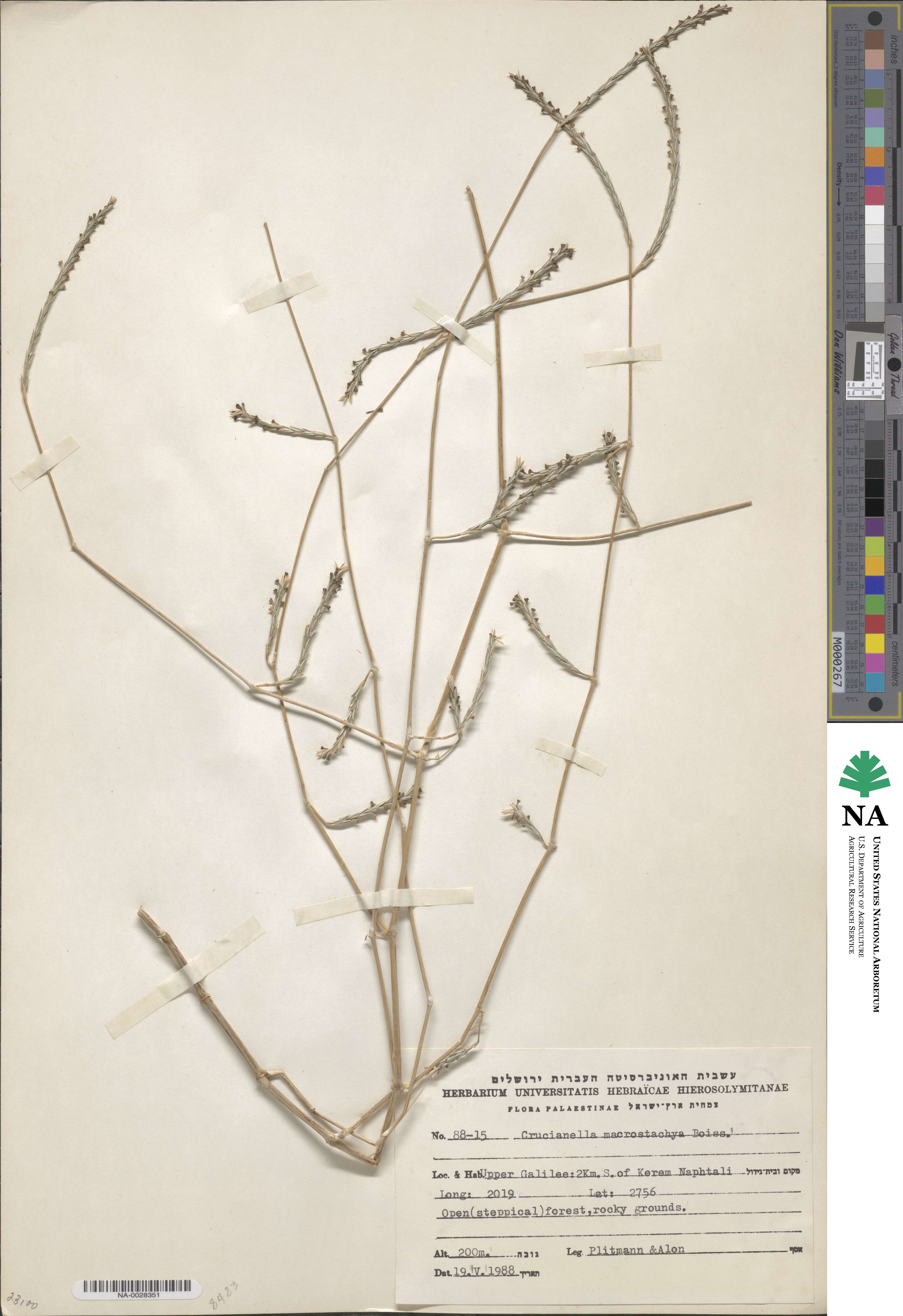 Crucianella macrostachya image