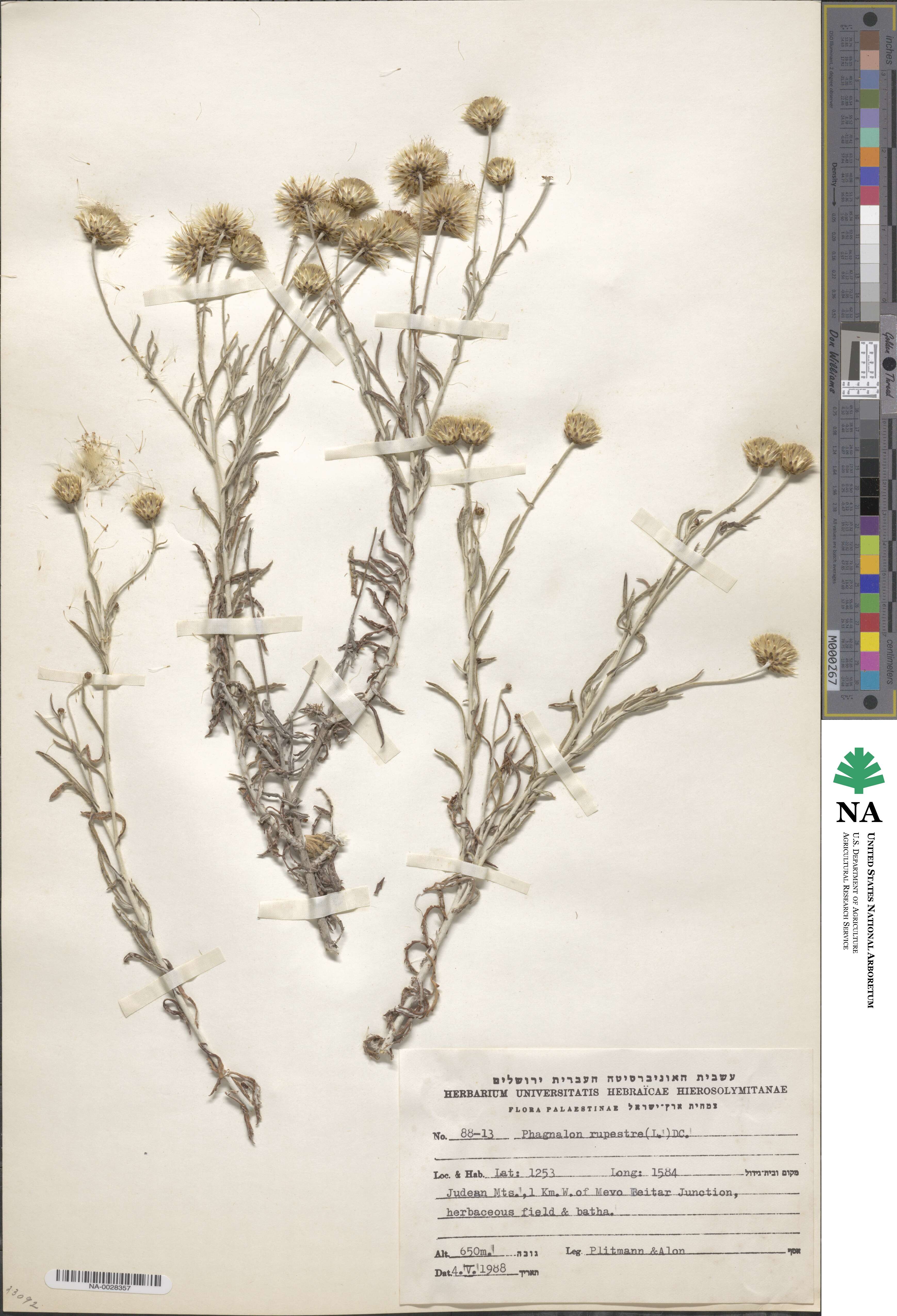 Phagnalon rupestre image