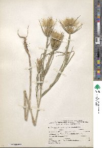 Geropogon hybridus image