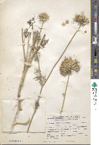 Artedia squamata image