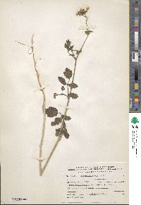 Pimpinella peregrina image