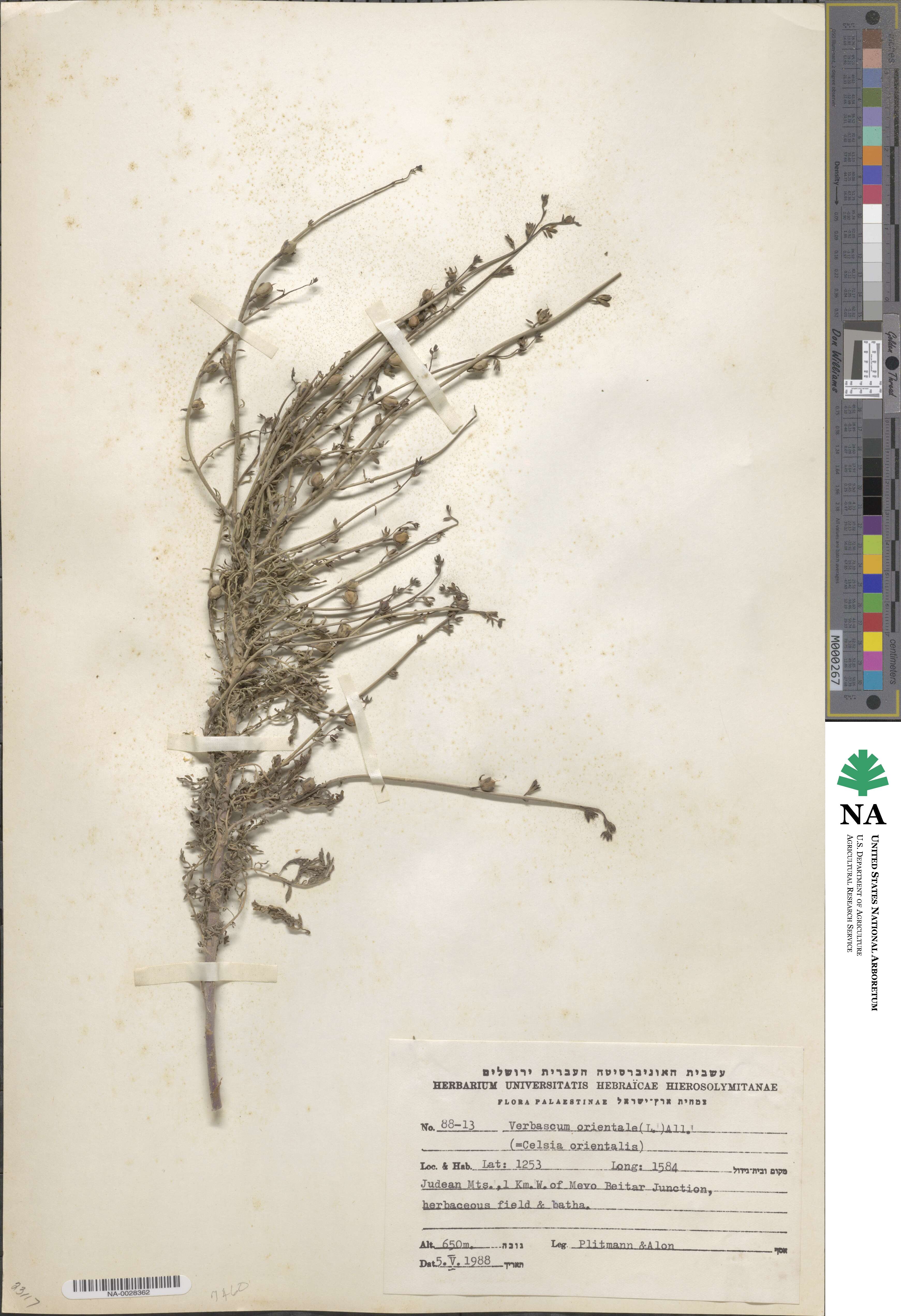 Verbascum orientale image