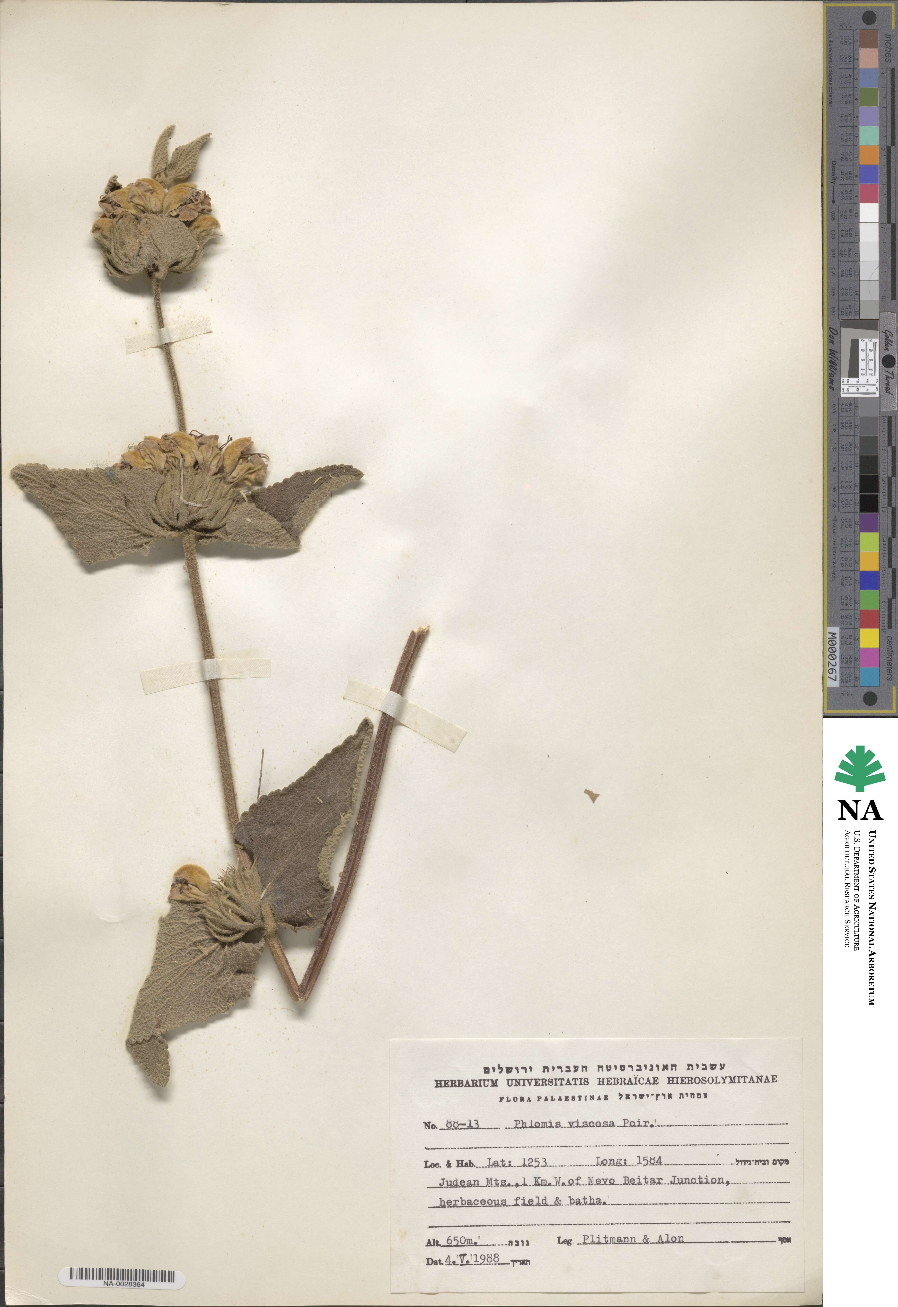 Phlomis viscosa image