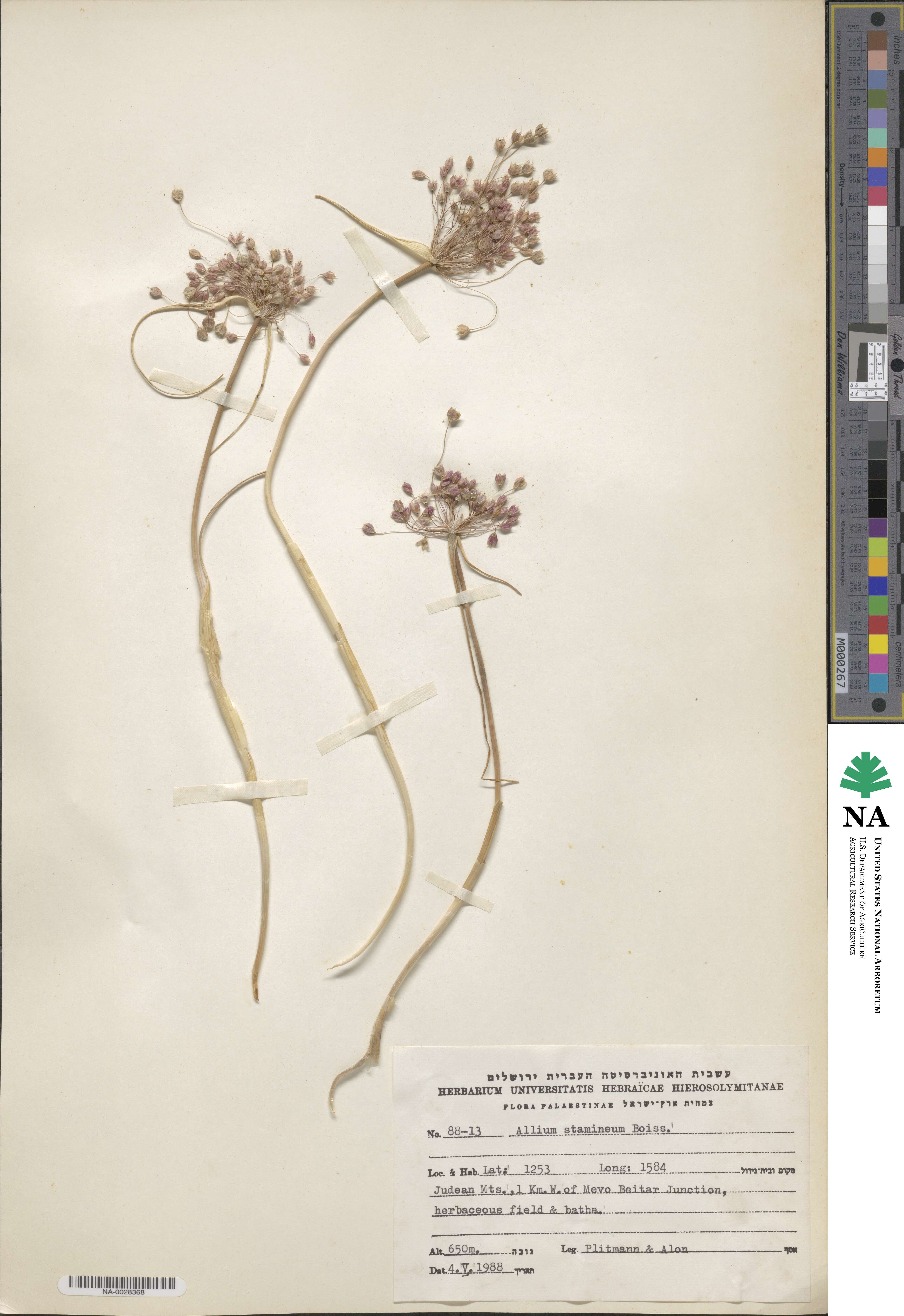 Allium stamineum image