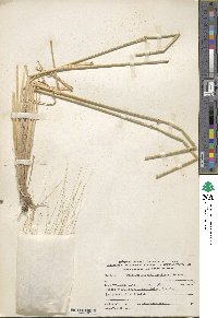 Triticum turgidum subsp. dicoccoides image