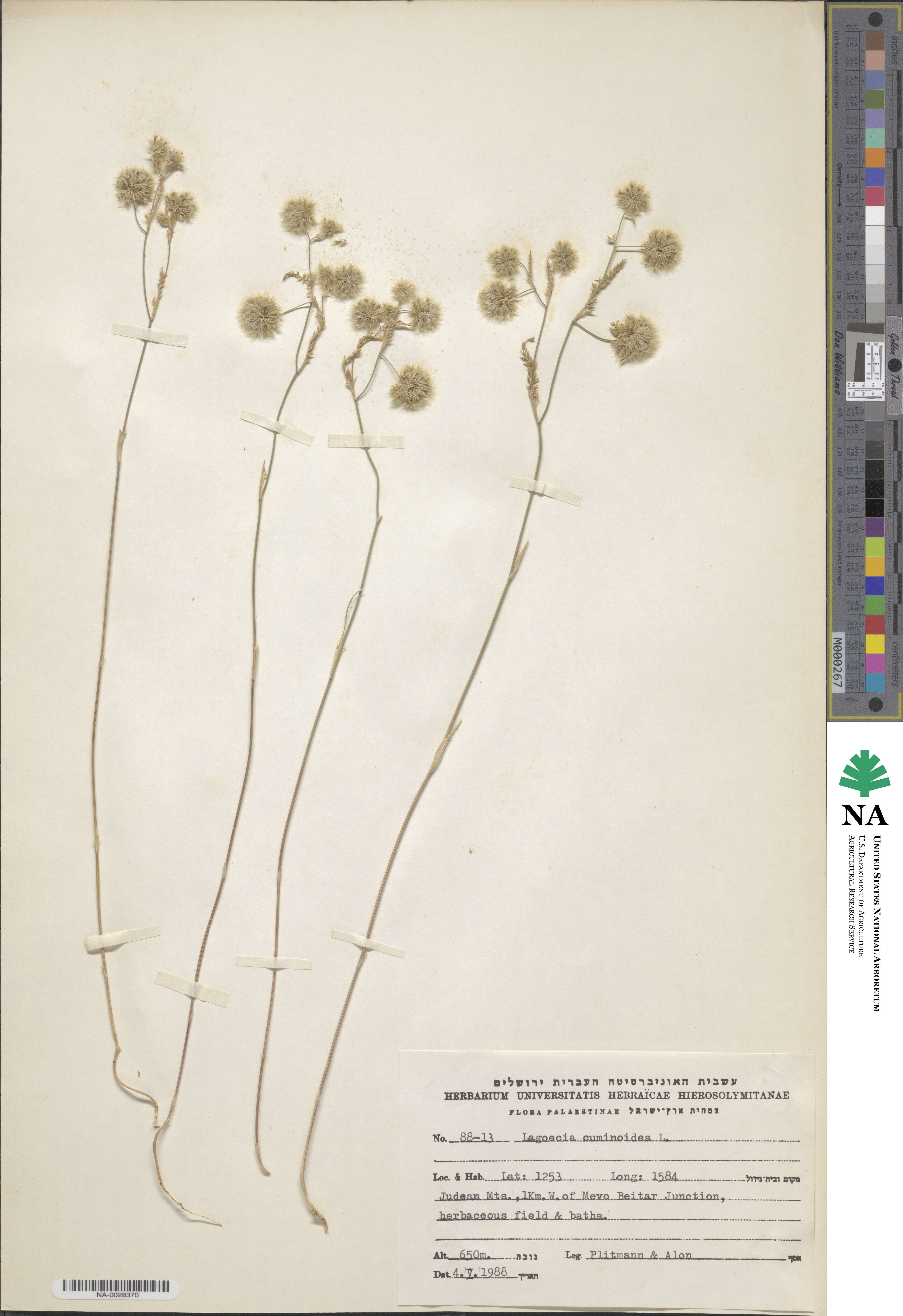 Lagoecia cuminoides image