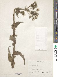 Sonchus asper image