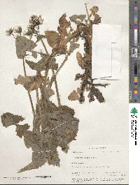 Sonchus oleraceus image