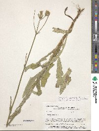 Sonchus arvensis image