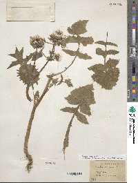 Sonchus oleraceus image