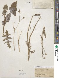 Sonchus oleraceus image