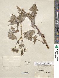 Sonchus oleraceus image