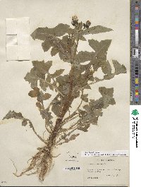 Sonchus oleraceus image